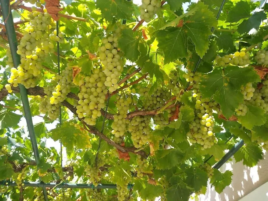 Kuca Lilla Villa Loborika Croatia
